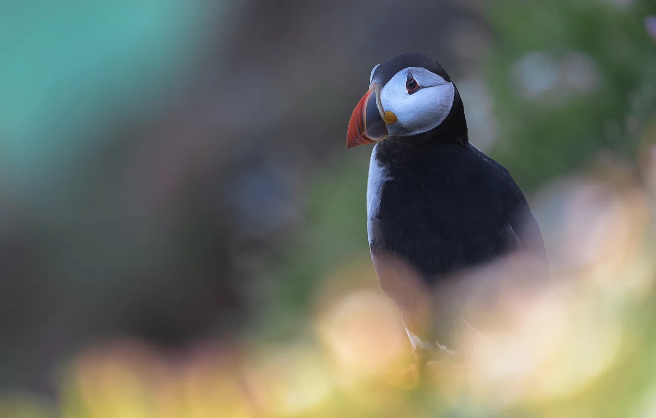 Photo wallpaper look, pose, bird, portrait, stalled, bokeh, blurred background, Atlantic puffin