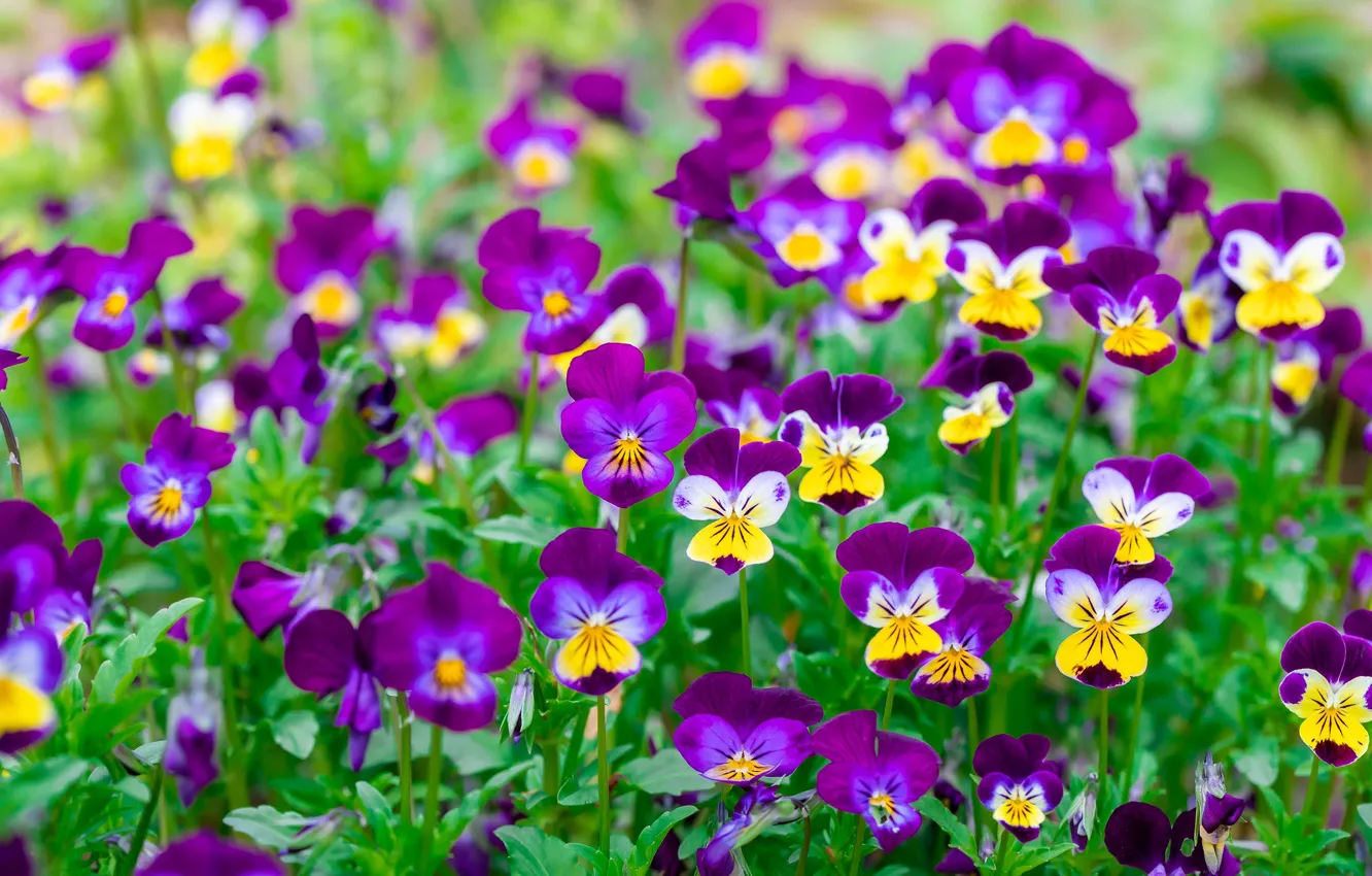 Photo wallpaper flowers, glade, bright, spring, yellow, purple, Pansy, flowerbed