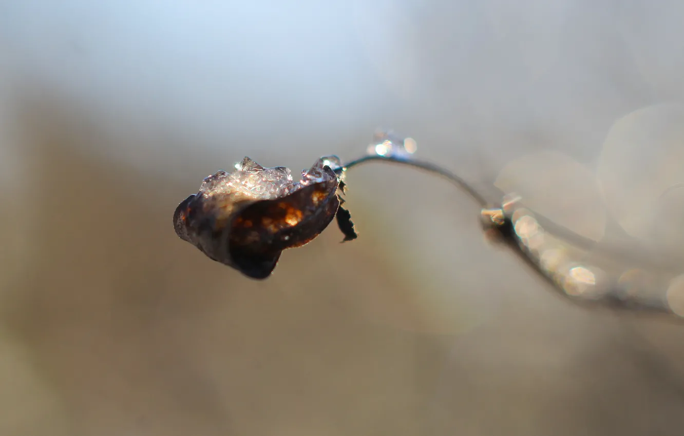 Photo wallpaper ice, winter, cold, twig