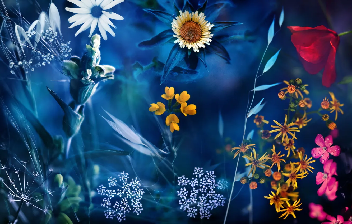 Photo wallpaper flowers, nature, installation