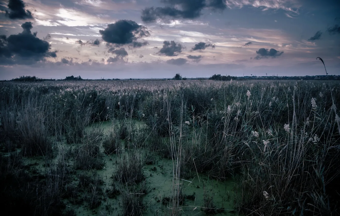 Photo wallpaper night, nature, swamp