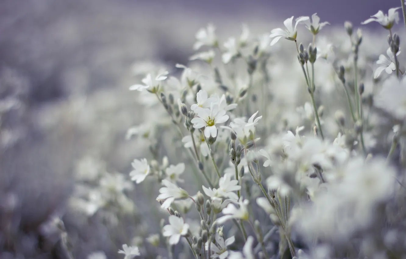 Photo wallpaper field, flowers, blur, white