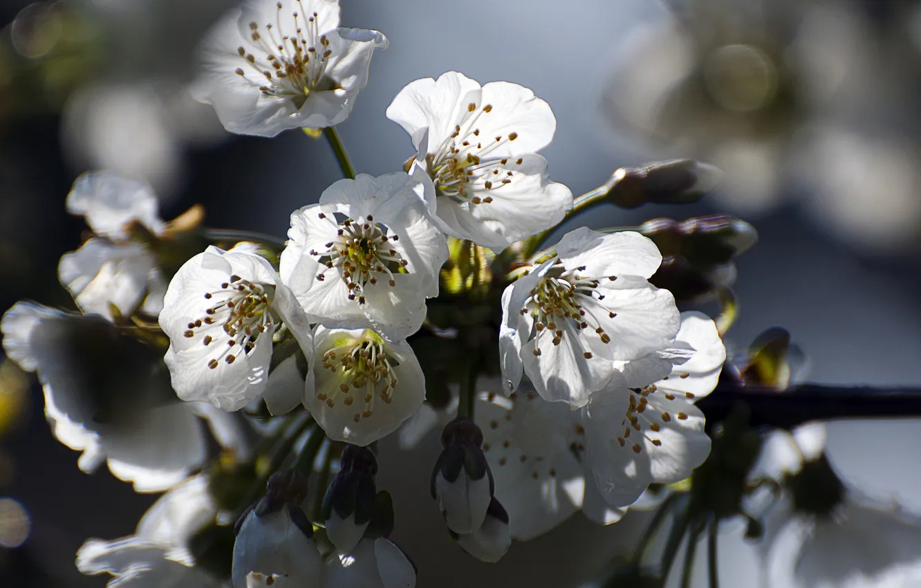 Photo wallpaper flowers, branches, cherry, spring