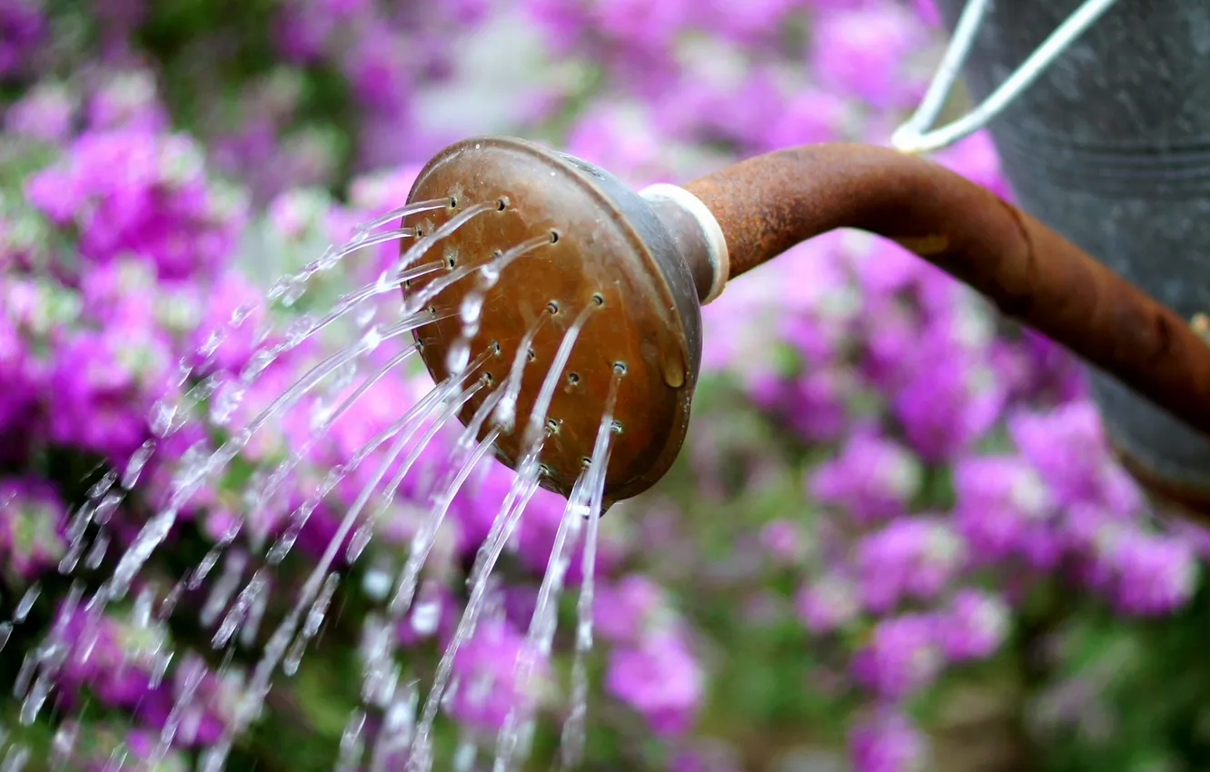 Photo wallpaper summer, water, flowers, pretty, can, Watering