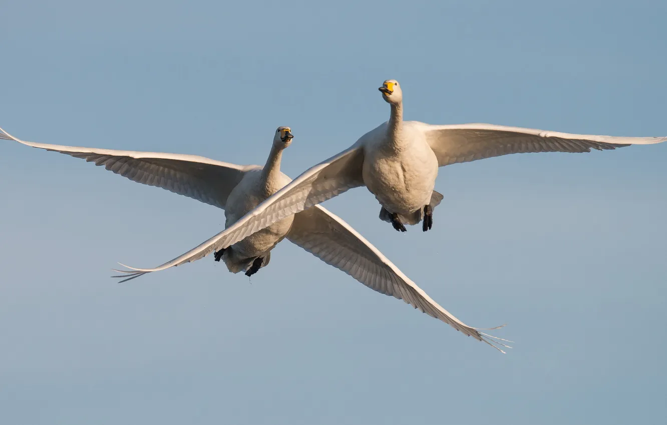 Photo wallpaper the sky, birds, Whooper Swans