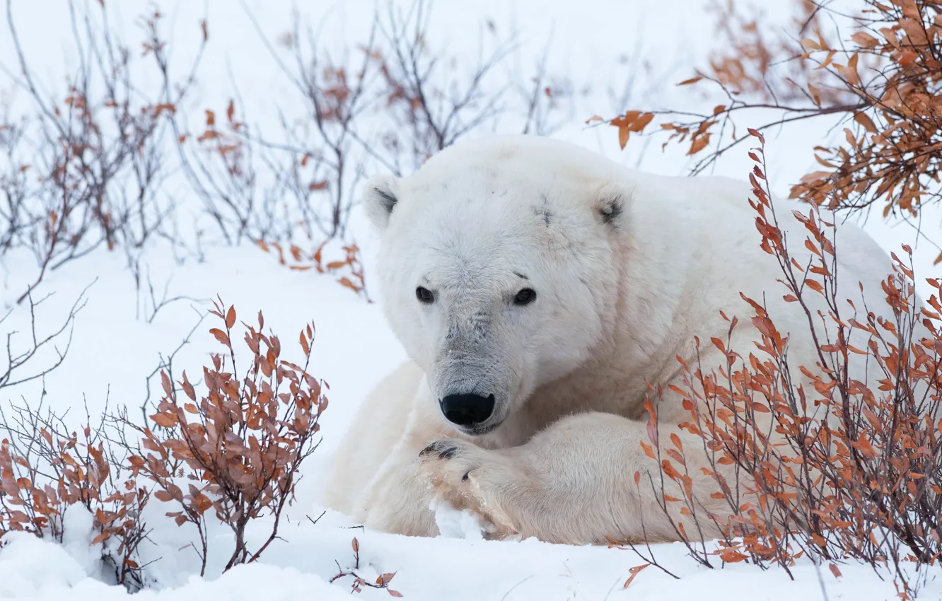Photo wallpaper winter, face, leaves, snow, branches, lies, polar bear