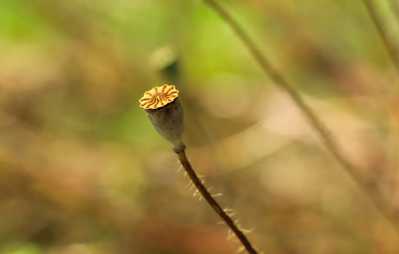 Photo wallpaper plant, dry, poppy seed