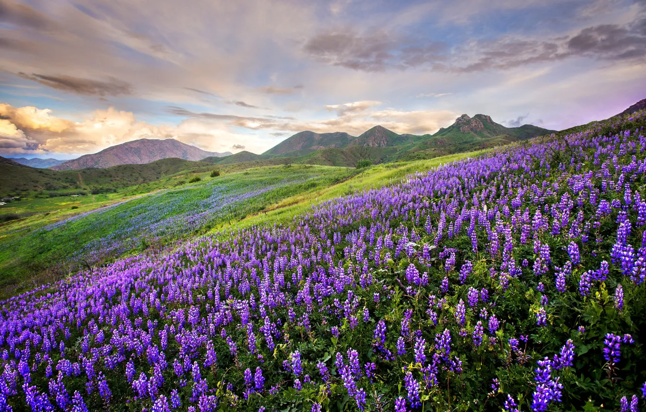 Photo wallpaper field, flowers, mountains, slope, meadow, lilac, lupins