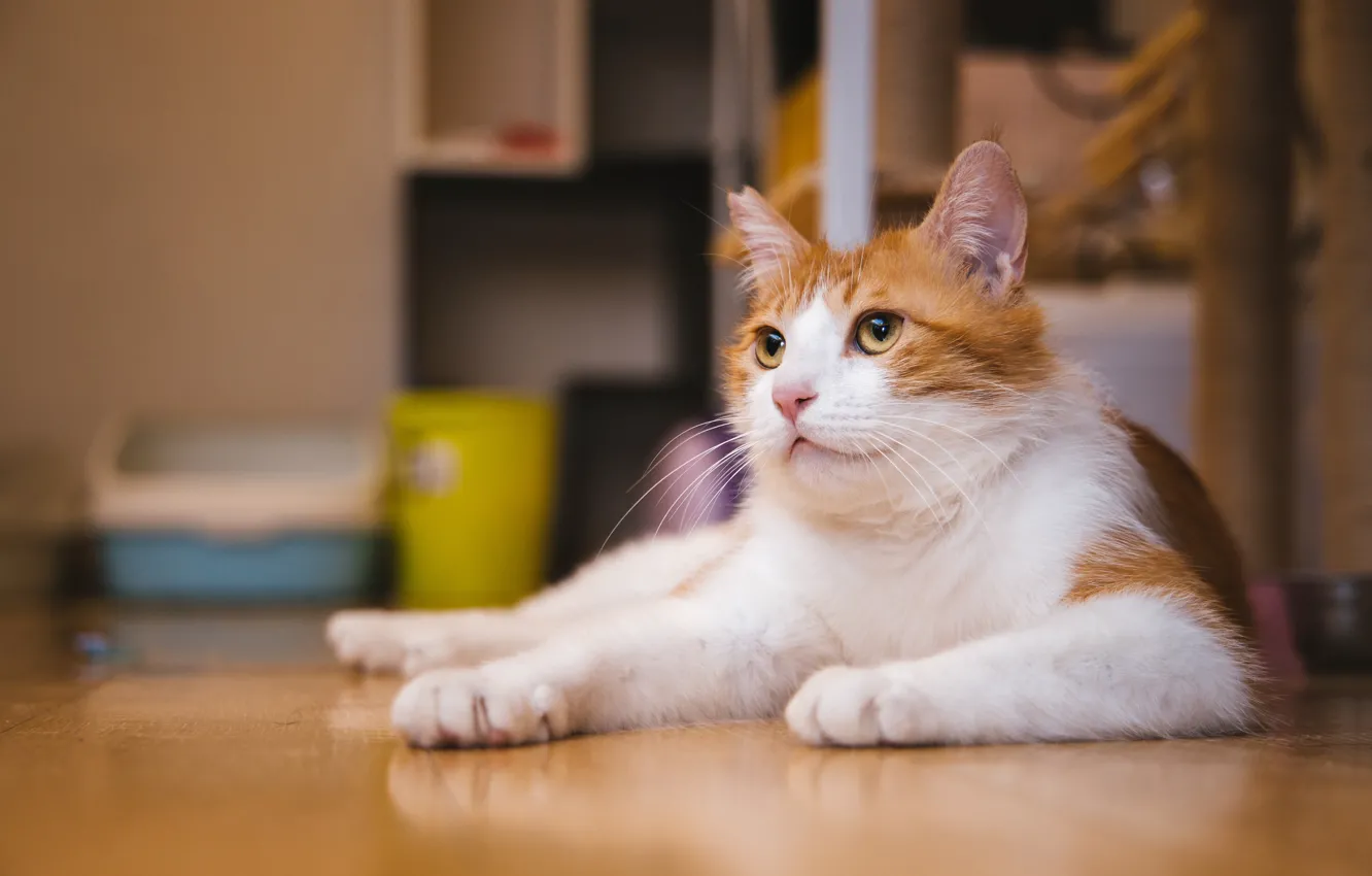 Photo wallpaper cat, cat, look, face, background, room, portrait, lies