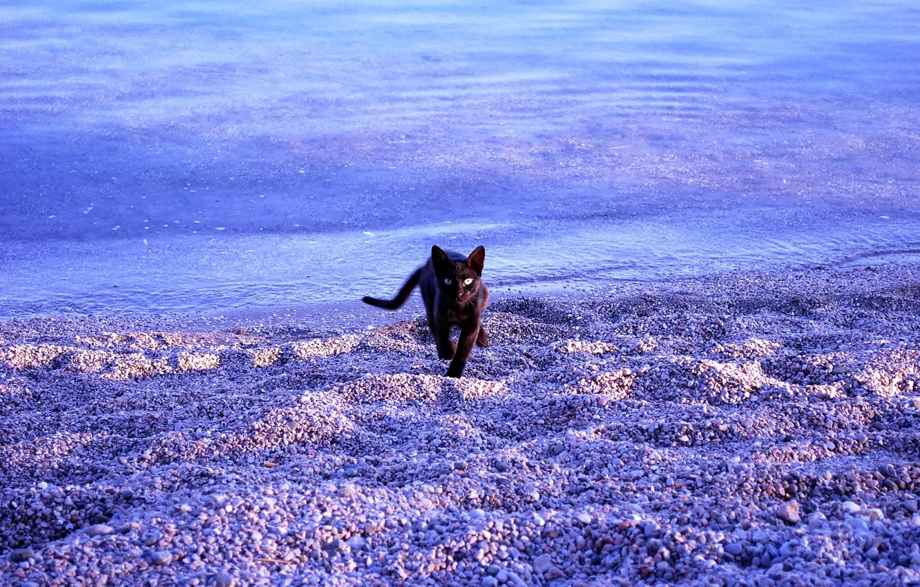 Photo wallpaper sea, cat, beach
