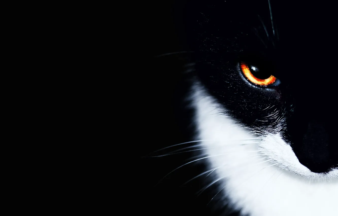 Photo wallpaper cat, eyes, cat, background, black, minimalism