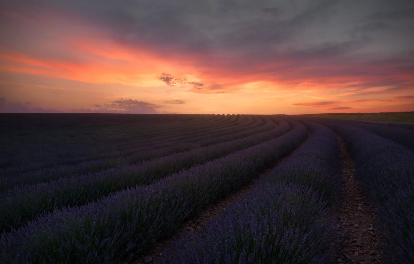 Photo wallpaper field, summer, the sky, clouds, sunset, flowers, dal, horizon