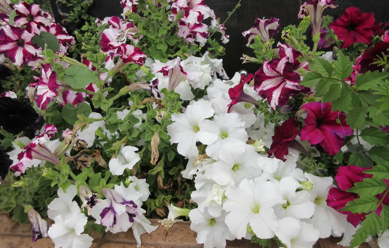 Photo wallpaper summer, flowerbed, Petunia, Mamala ©