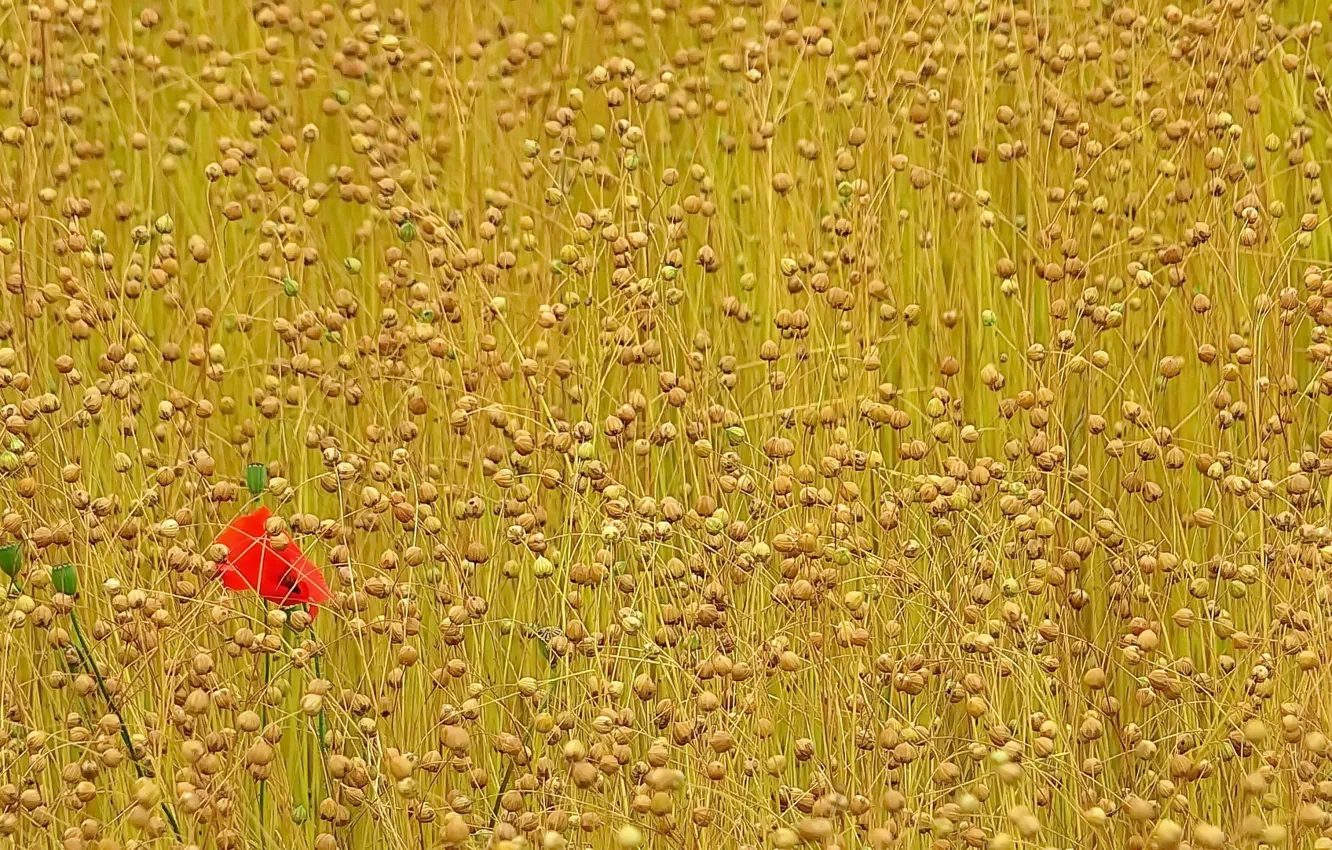 Photo wallpaper field, summer, Mac