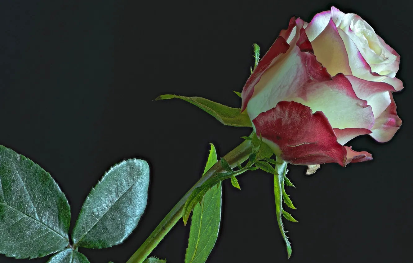 Photo wallpaper roses, buds, motley