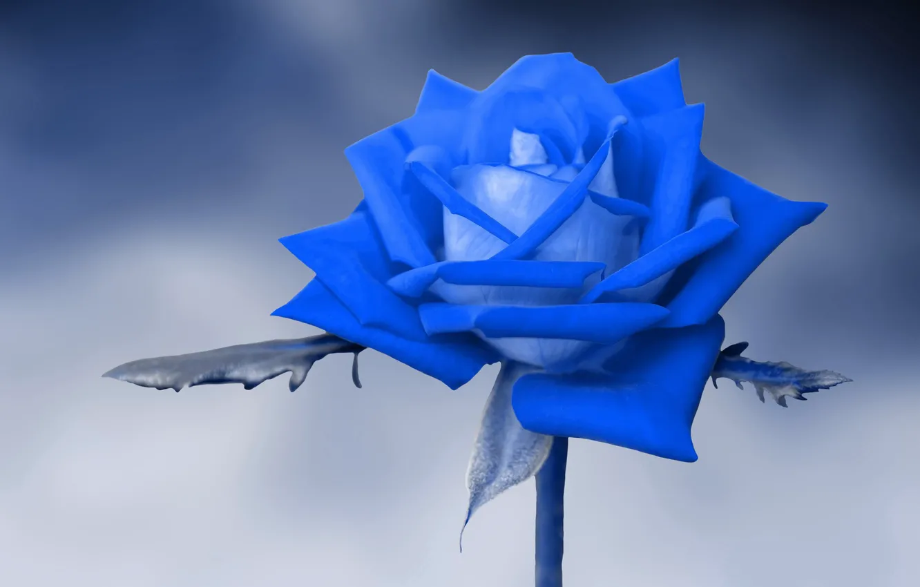 Photo wallpaper background, rose, blue