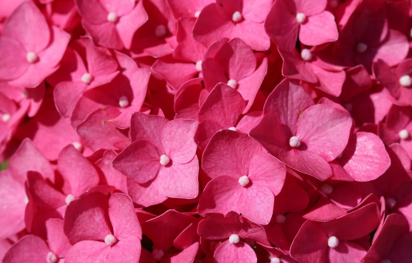 Photo wallpaper flowers, nature, pink, hydrangea, flora, To Bloom In The Summer
