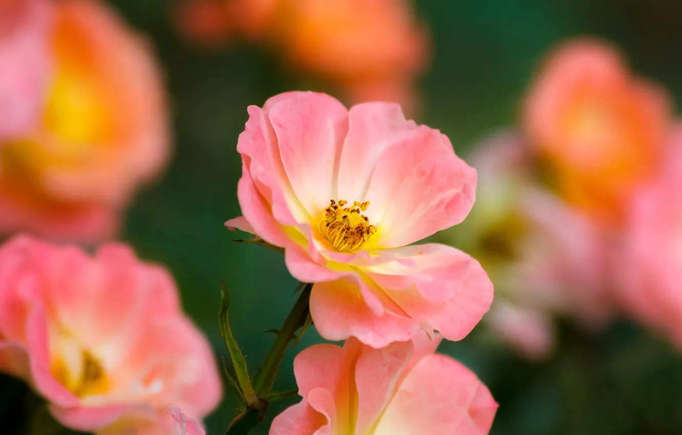 Photo wallpaper macro, roses, petals, pink, bokeh