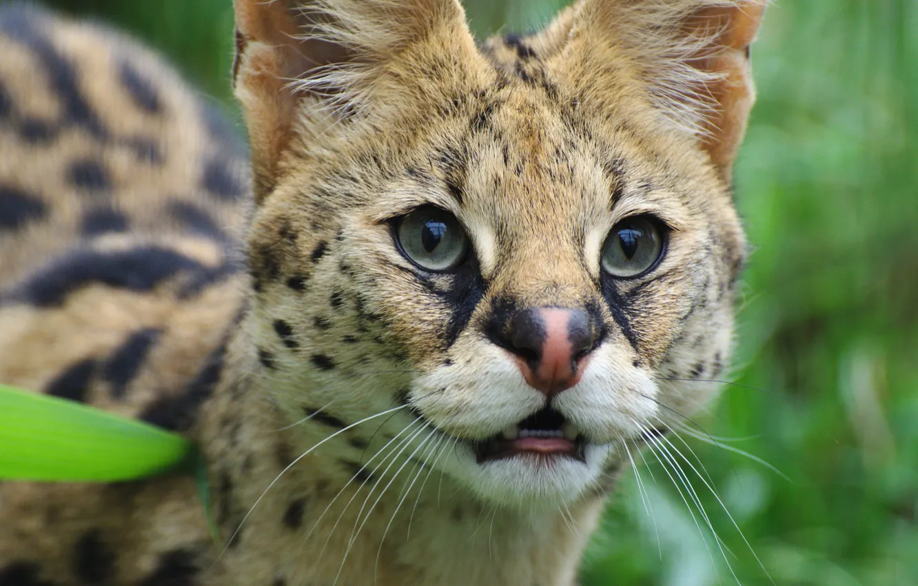 Photo wallpaper eyes, look, wild cat, Serval