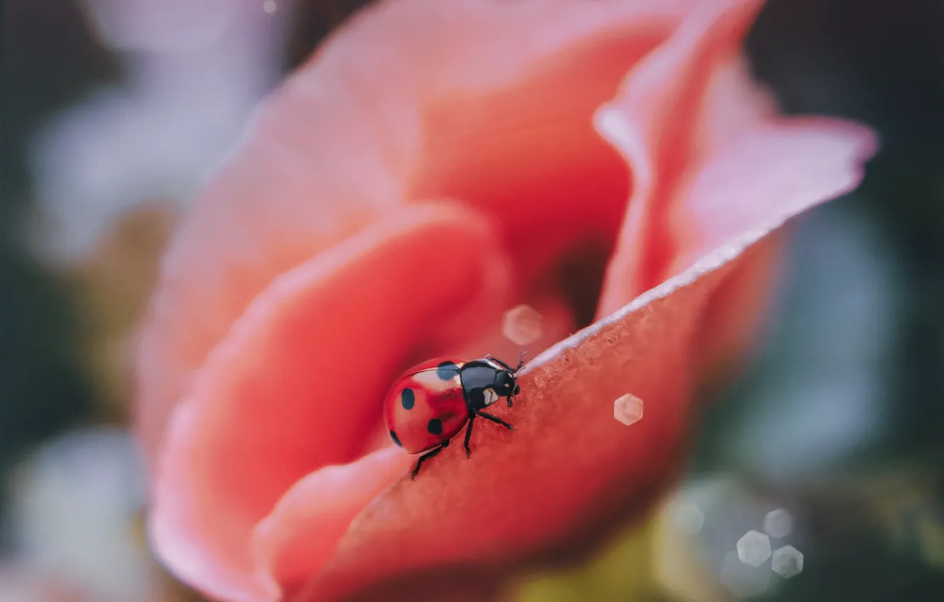 Photo wallpaper flower, macro, nature, ladybug, beetle, bokeh, Smirnova Olga