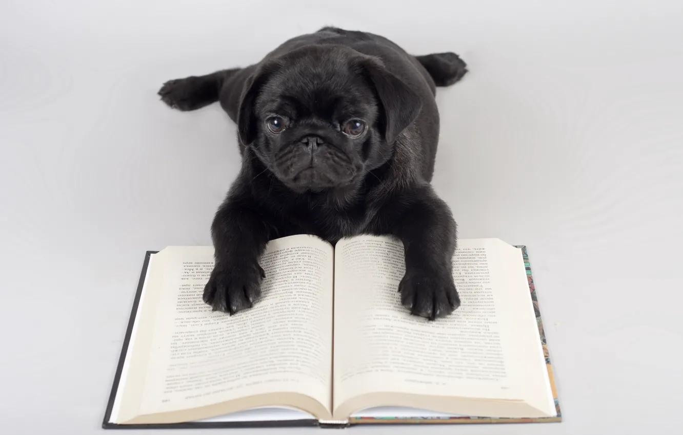 Photo wallpaper background, dog, book