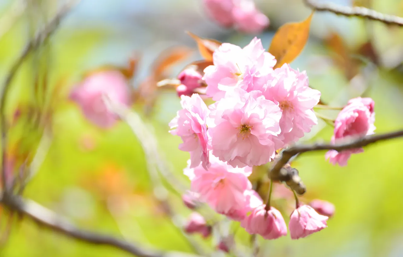 Photo wallpaper leaves, light, flowers, branches, blur, spring, Sakura, pink