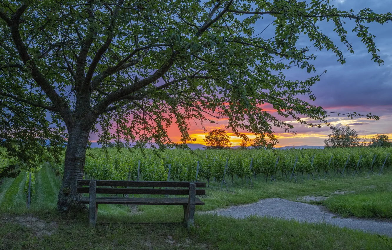 Photo wallpaper sunset, vineyard, bench