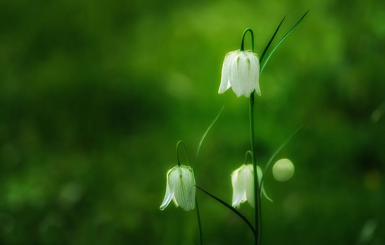 Photo wallpaper flowers, spring, green background