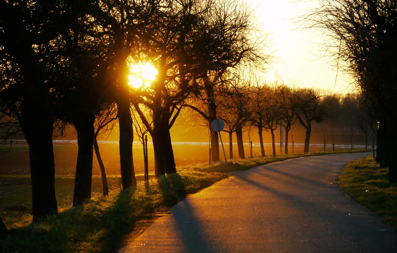 Photo wallpaper road, field, the sun, trees, sunset, the evening, turn, beautiful