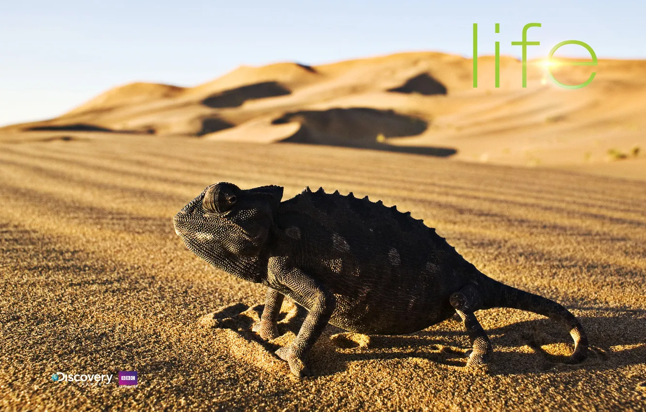 Photo wallpaper beast, chameleon, pustynia