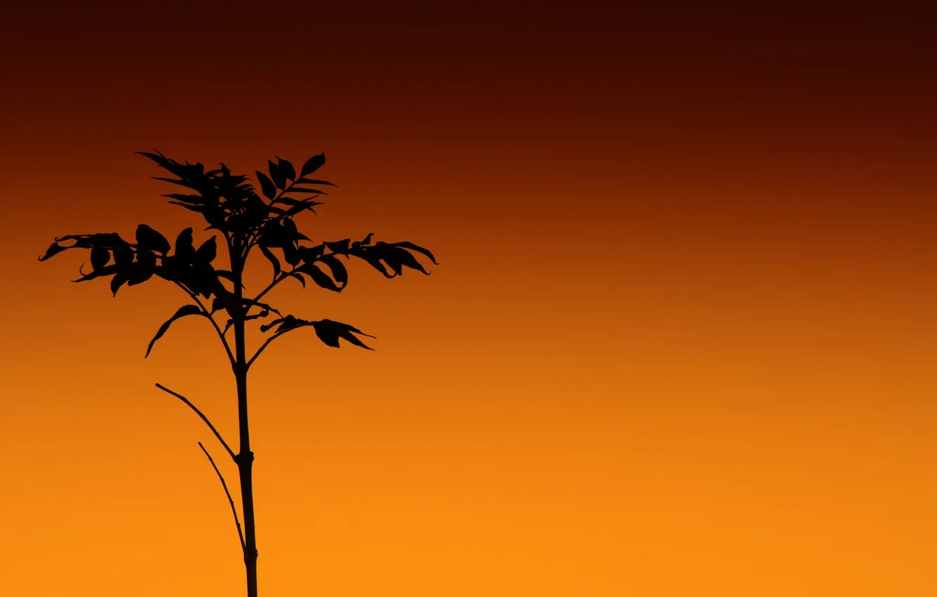 Photo wallpaper the sky, grass, leaves, plant, stem, silhouette, glow