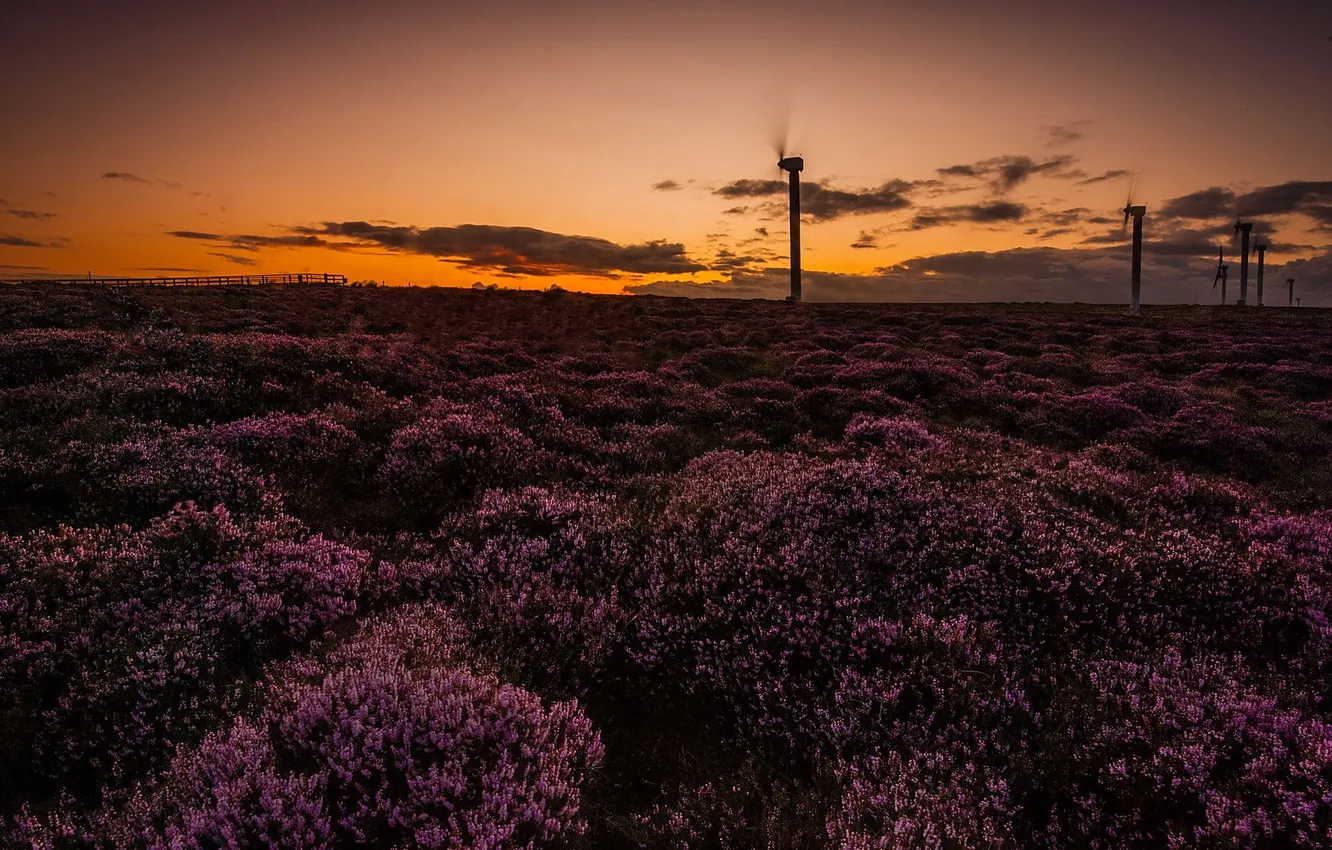 Photo wallpaper field, night, windmills