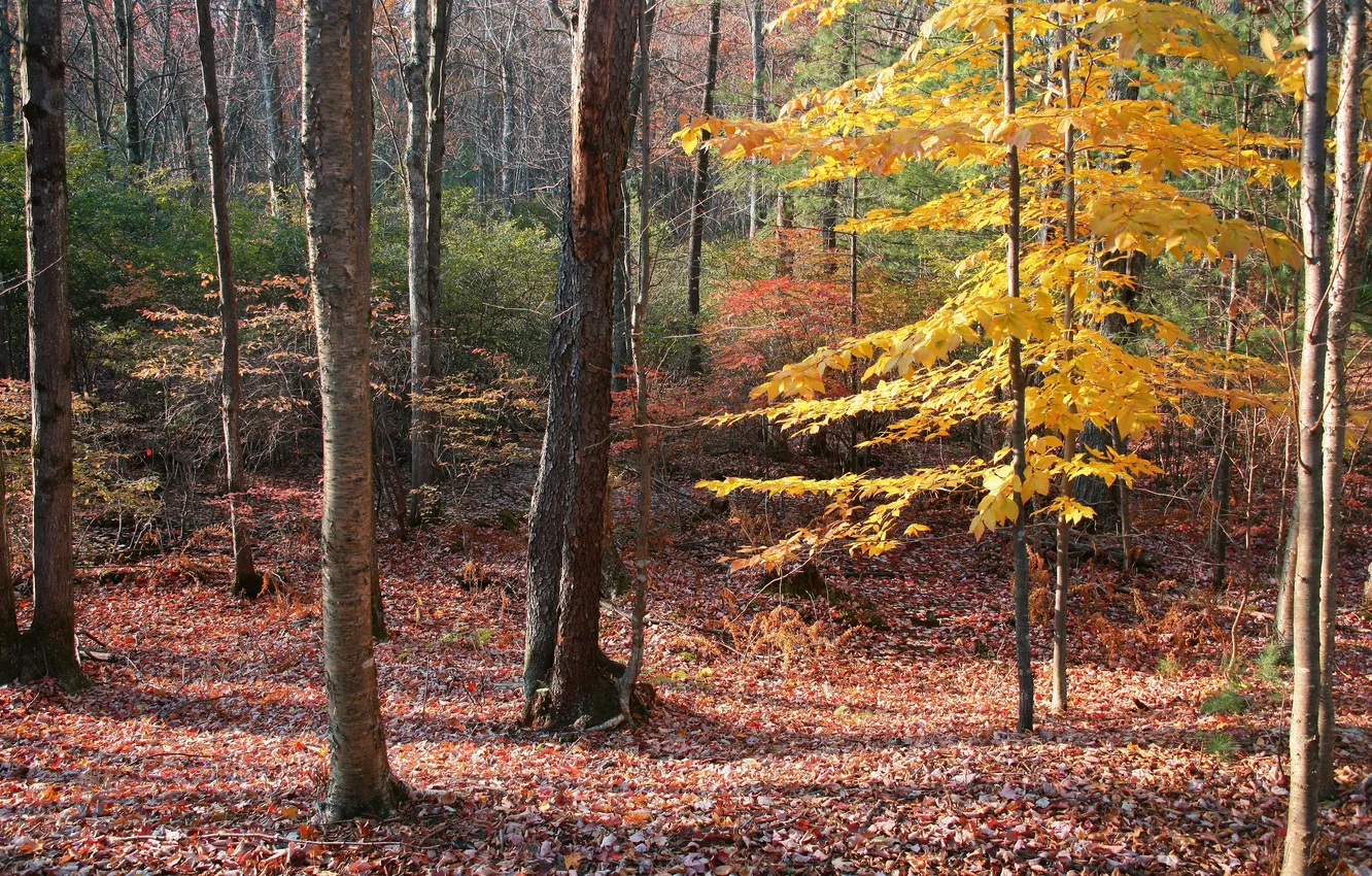 Photo wallpaper autumn, forest, trees, foliage
