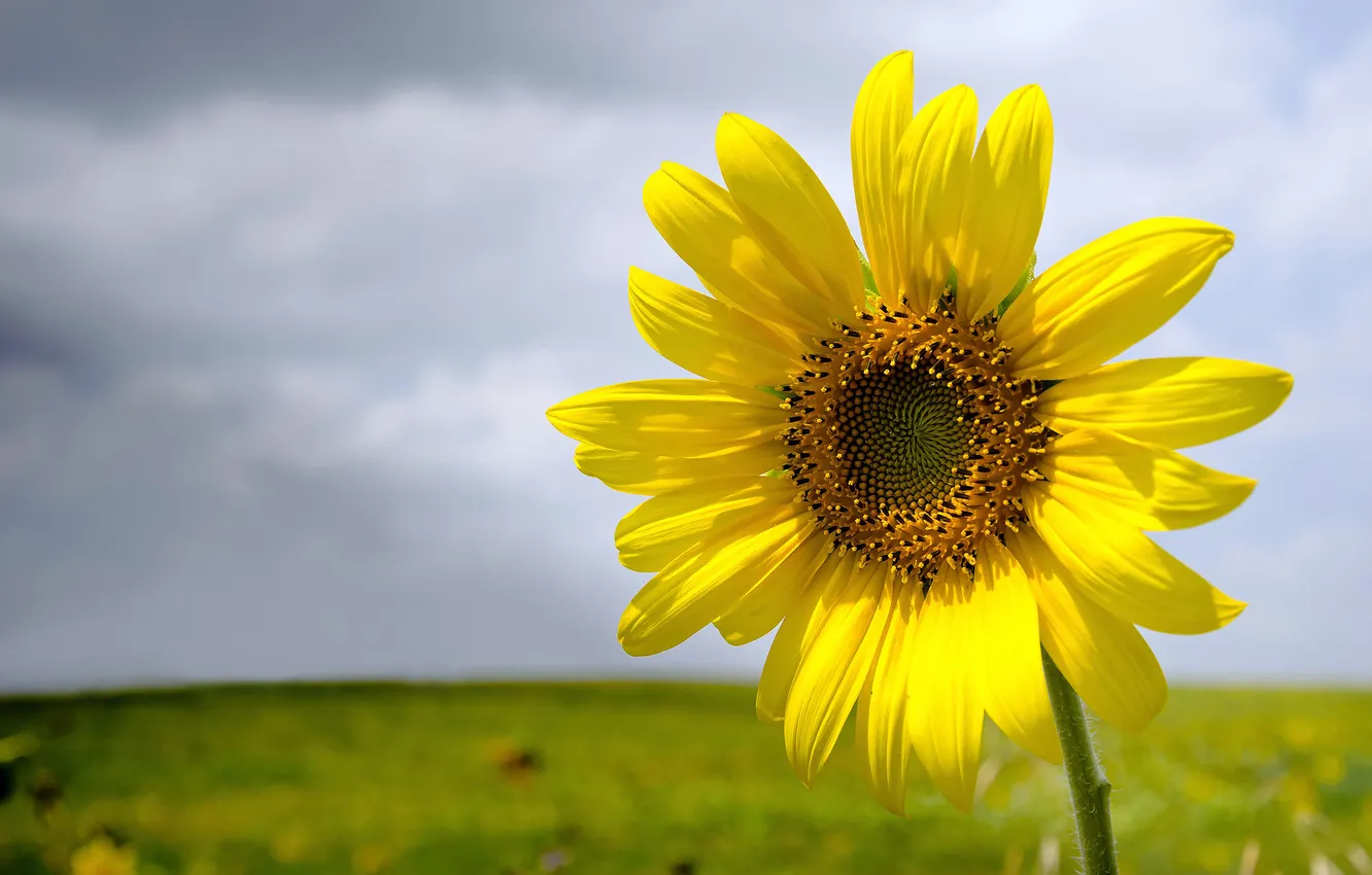 Photo wallpaper field, the sky, nature, sunflower, petals