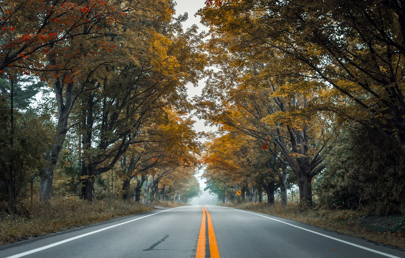 Photo wallpaper road, autumn, trees