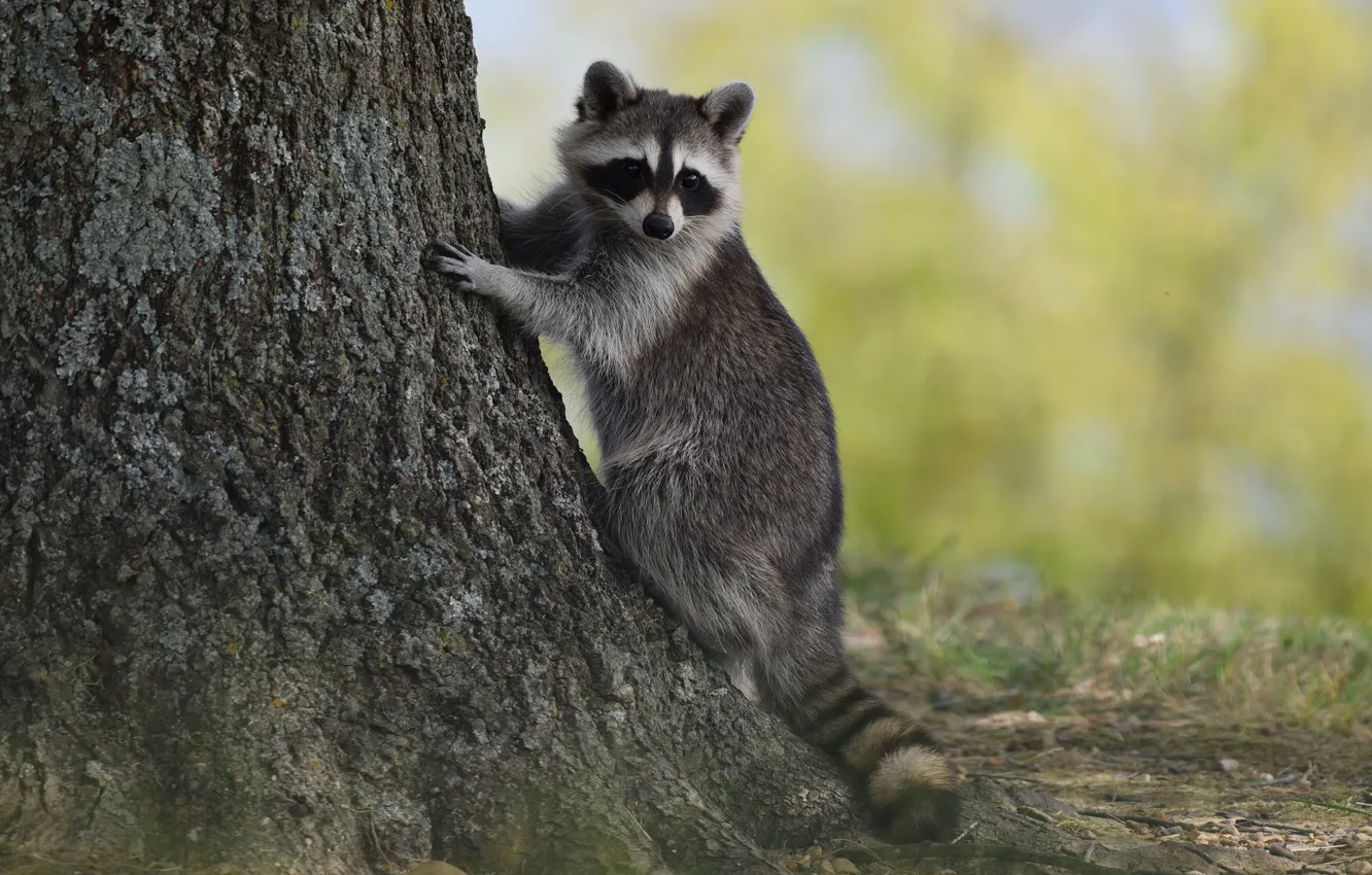 Photo wallpaper pose, background, tree, raccoon, bark