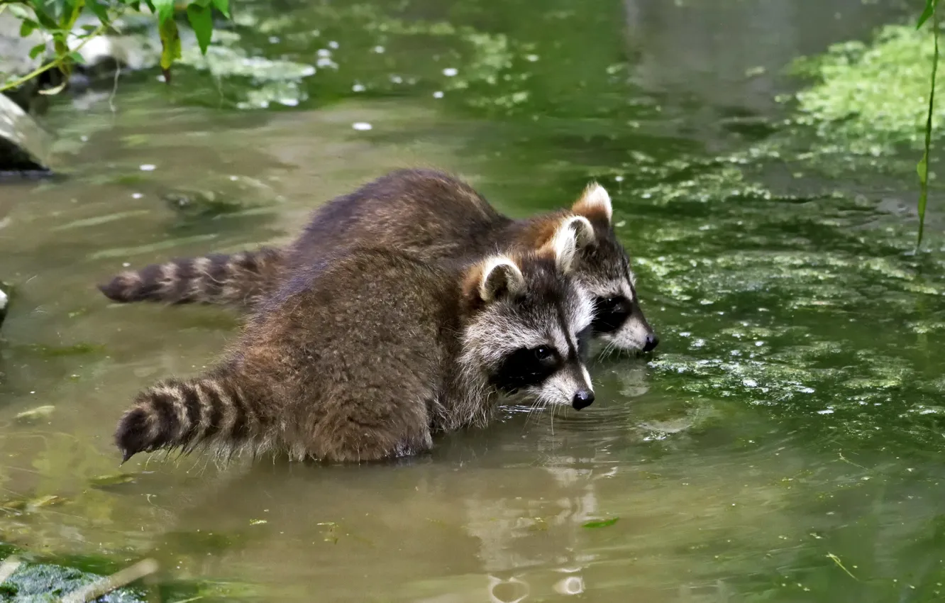Photo wallpaper bathing, pair, pond, raccoons, cubs