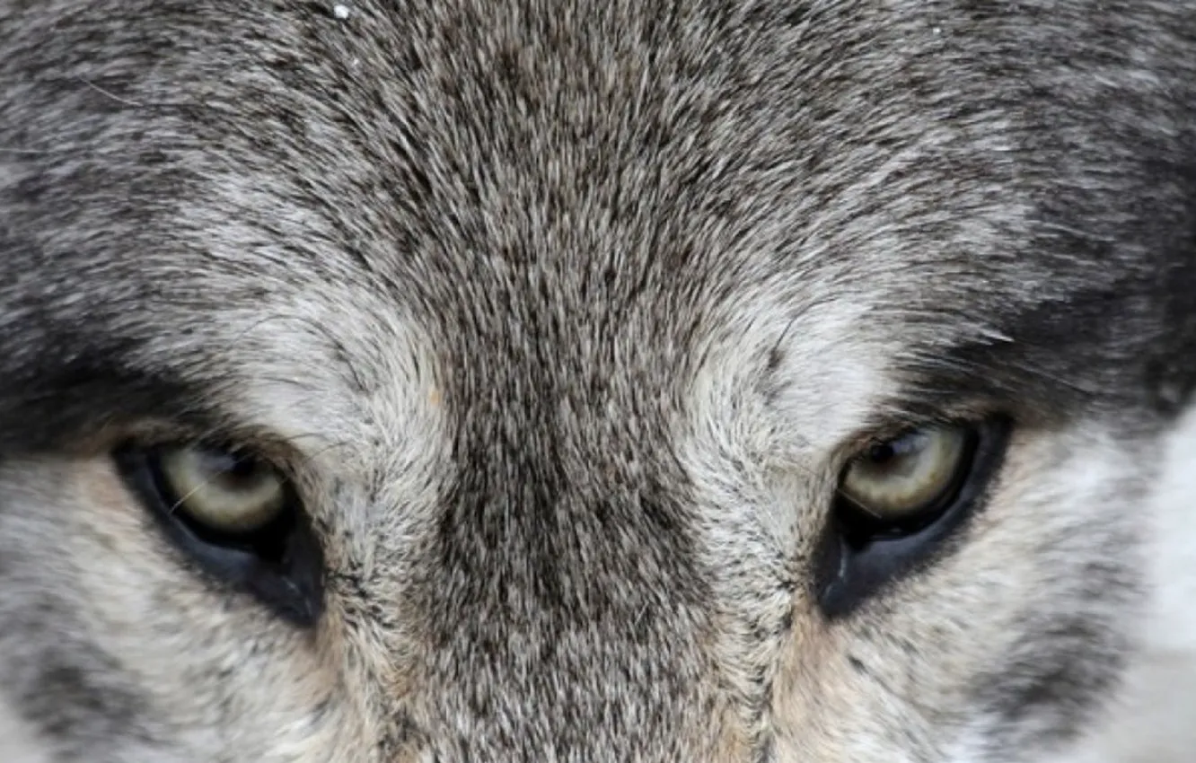 Photo wallpaper eyes, the wolf, eyes of the wolf