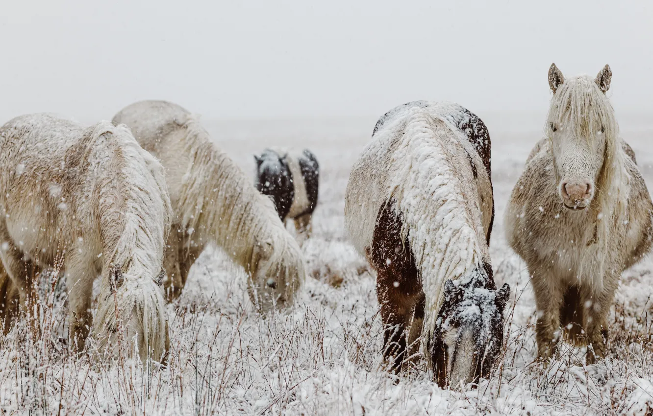 Photo wallpaper winter, field, face, snow, nature, pose, horse, horse