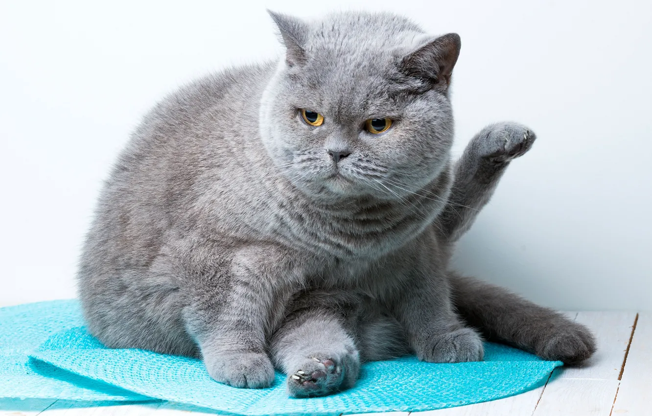 Photo wallpaper cat, cat, look, pose, grey, background, paws, Mat