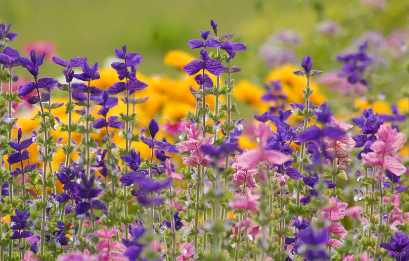 Photo wallpaper summer, field, meadow