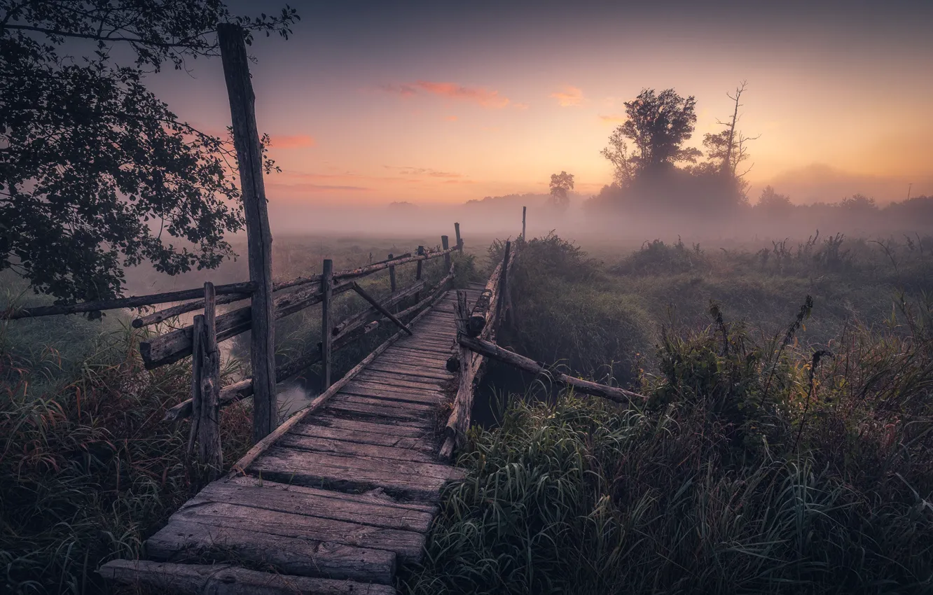 Wallpaper grass, trees, bridge, fog, shore, morning, haze, the bridge ...