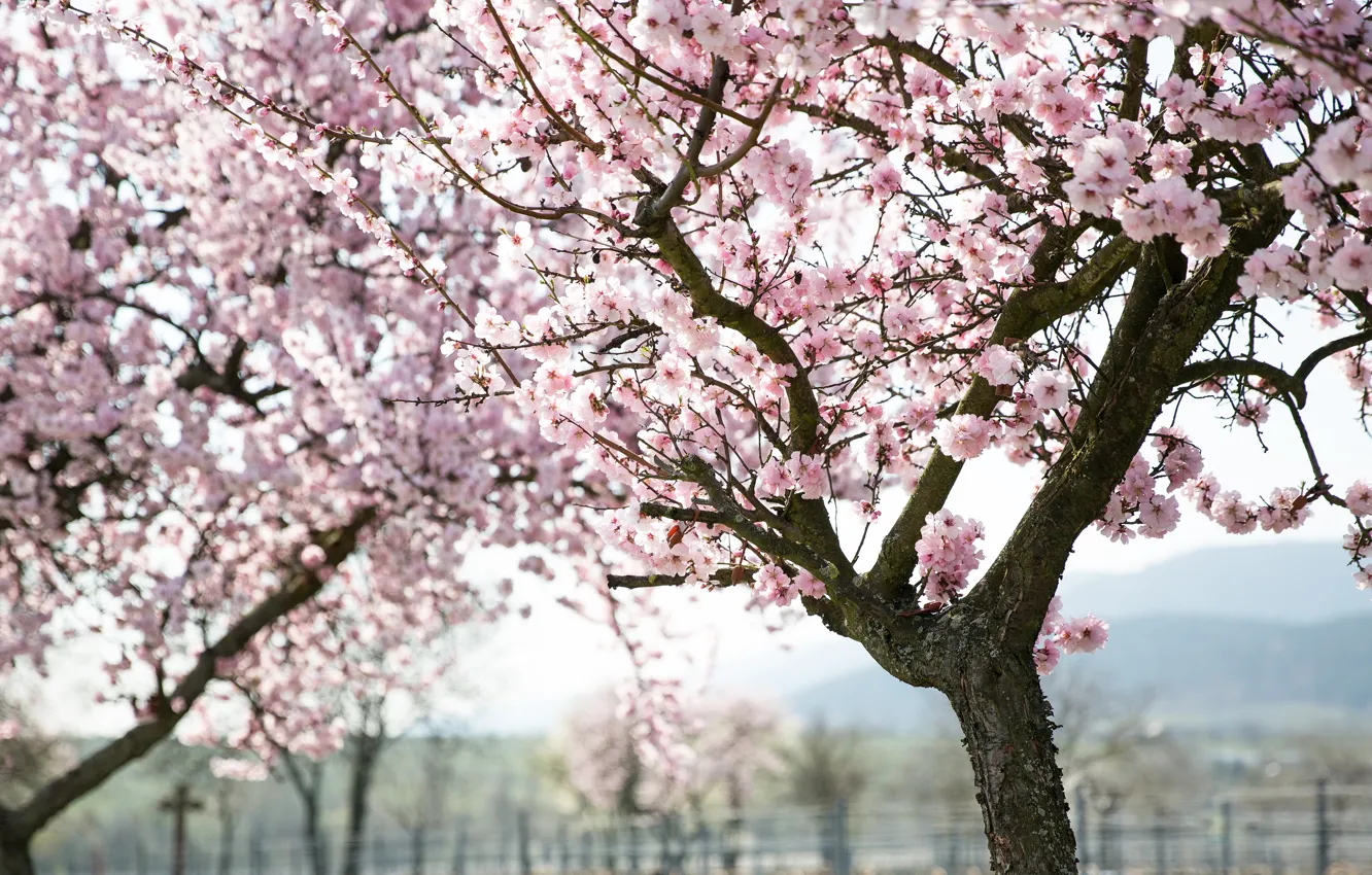 Photo wallpaper trees, flowers, branches, nature, cherry, spring, Sakura, pink