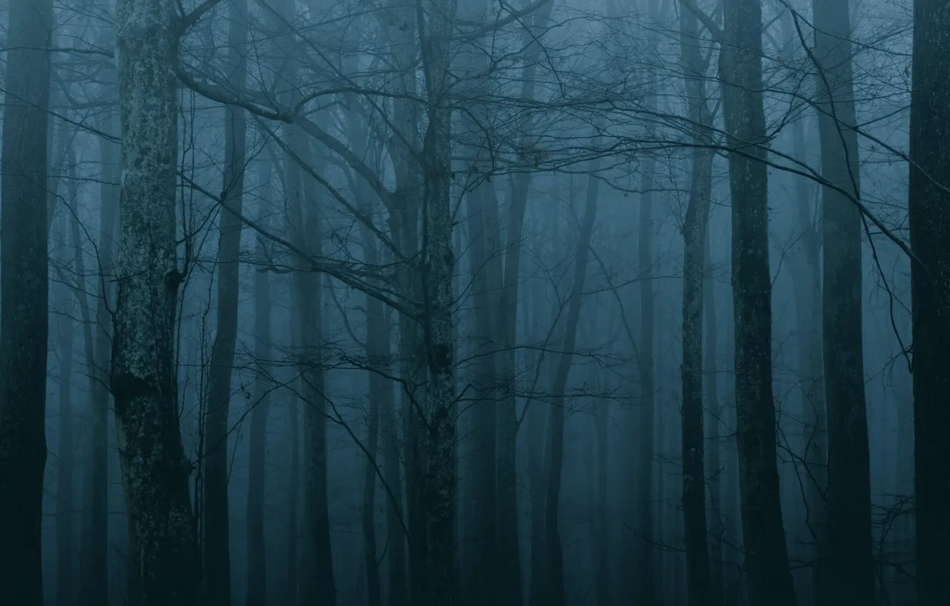 Photo wallpaper forest, trees, night, nature, fog, twilight