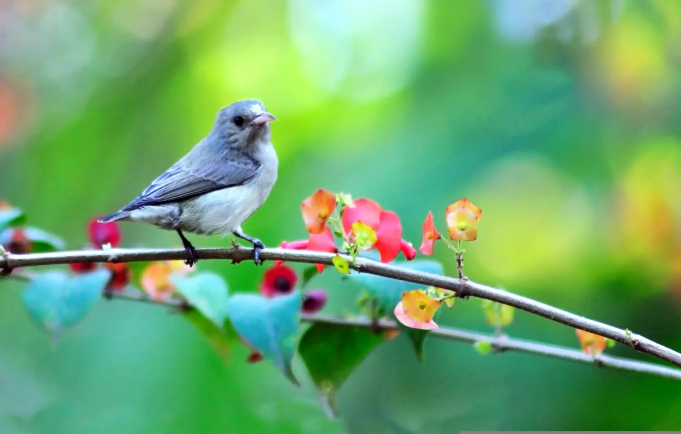 Photo wallpaper flowers, branches, nature, bird, spring