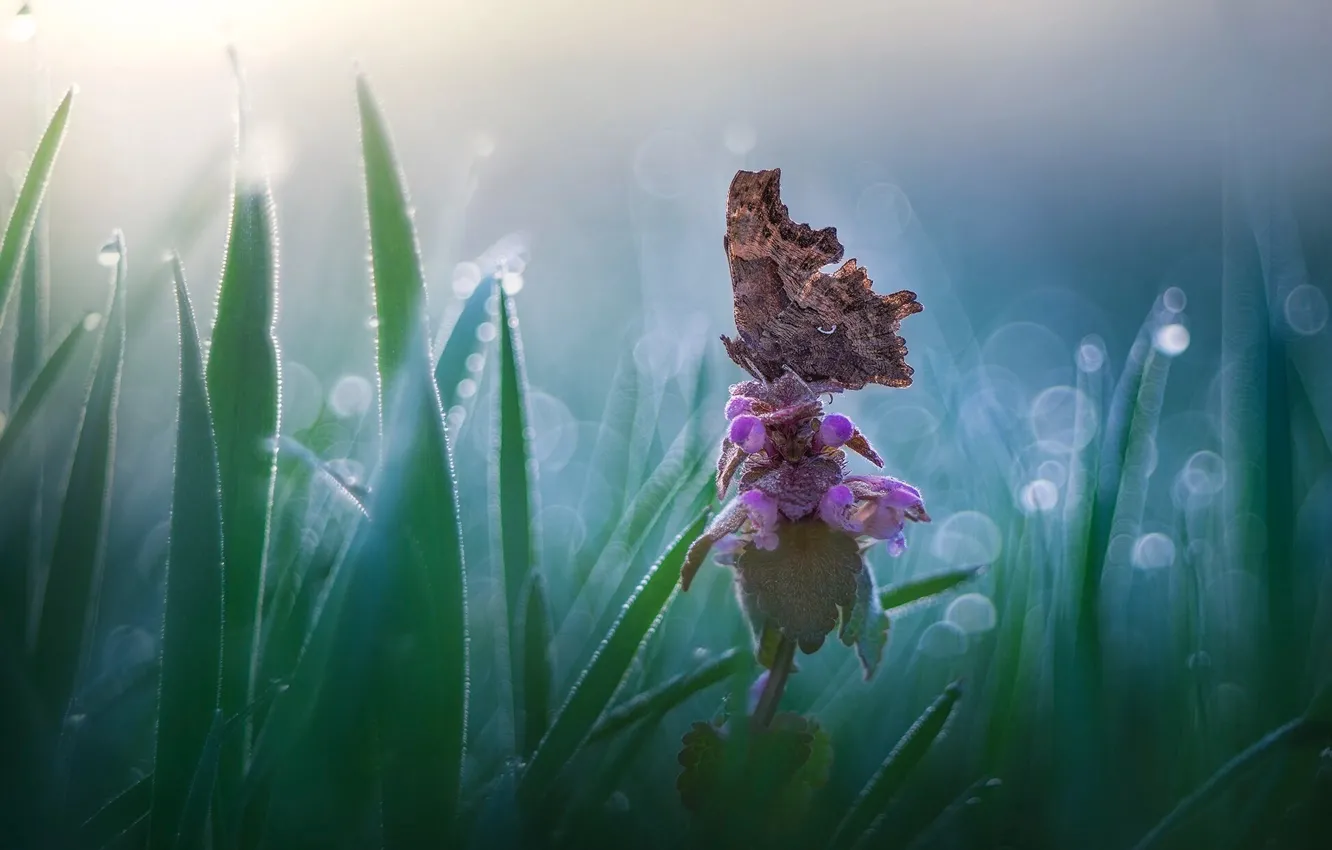 Photo wallpaper flower, grass, nature, butterfly, bokeh, Roberto Aldrovandi