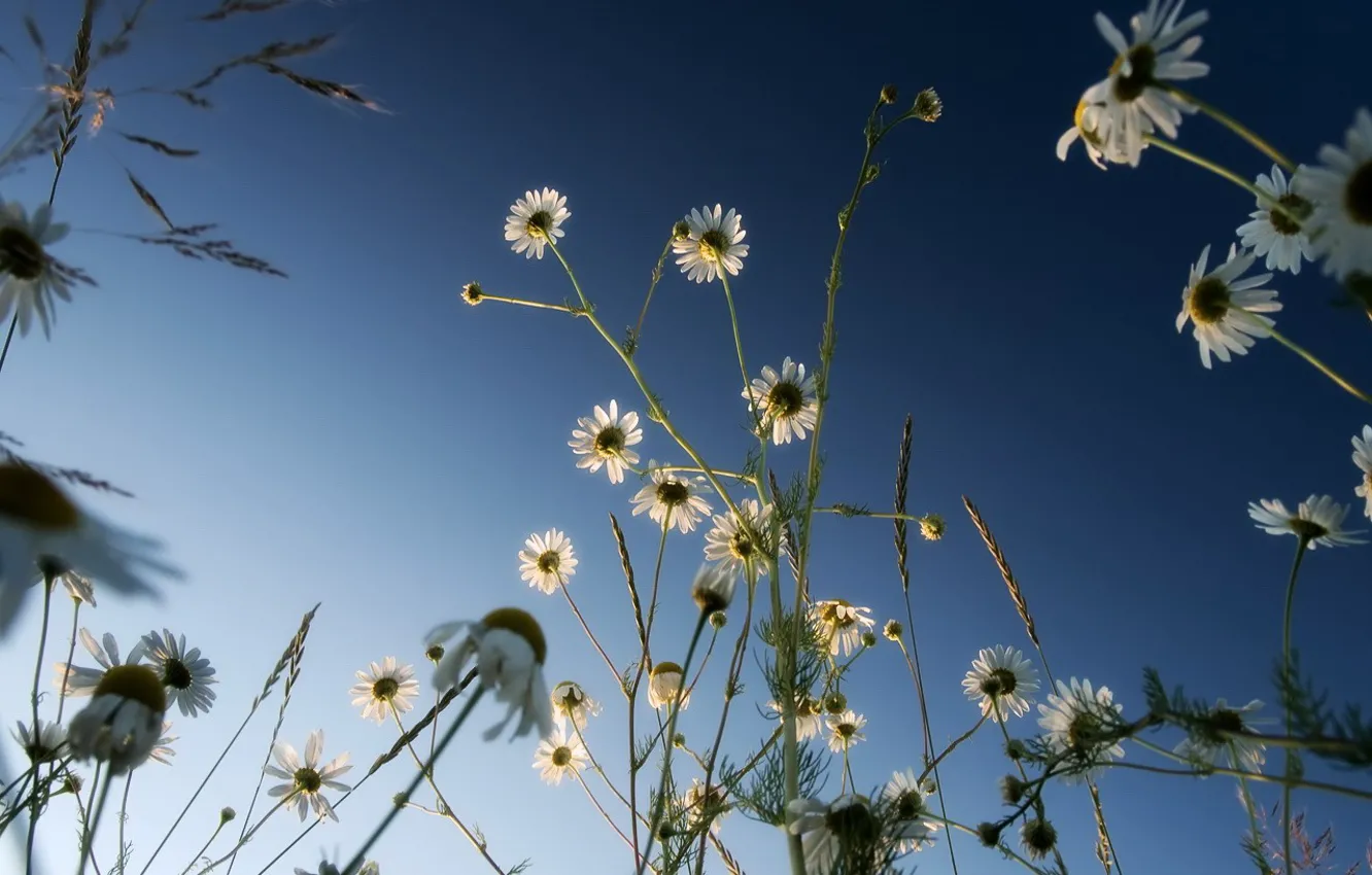 Photo wallpaper the sky, blue, chamomile