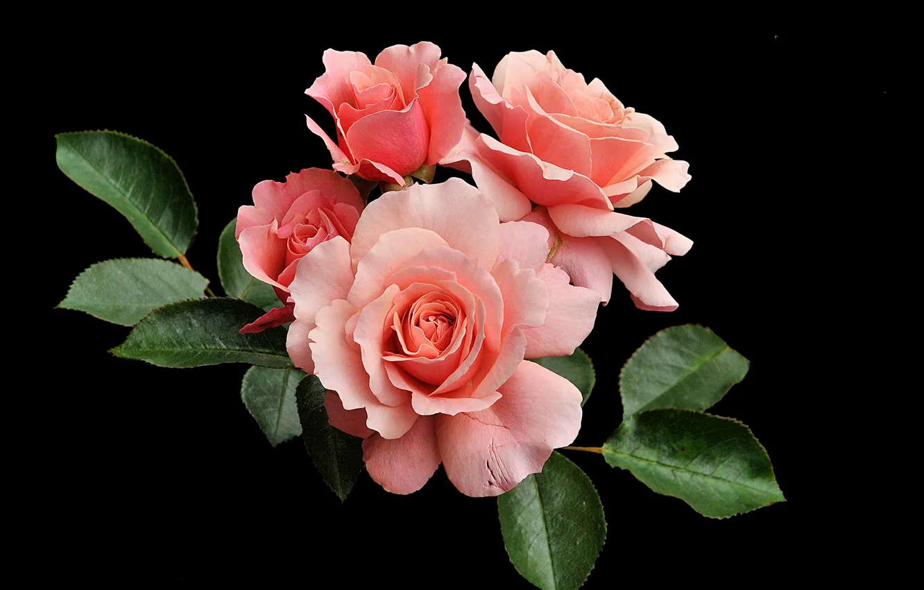 Photo wallpaper roses, buds, black background