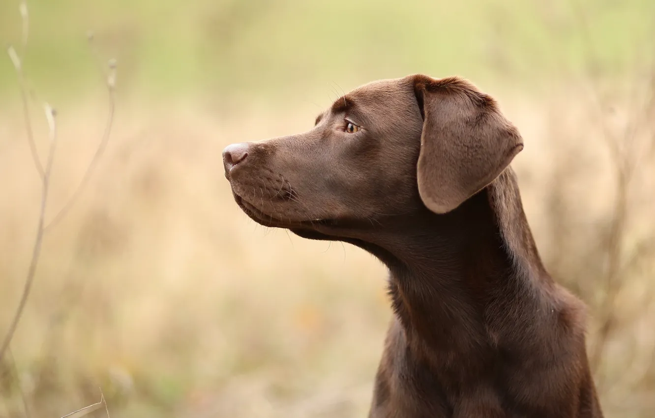 Photo wallpaper look, each, dog