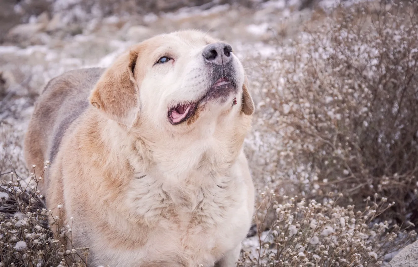 Photo wallpaper sadness, dog, barb, cold, nose to the wind